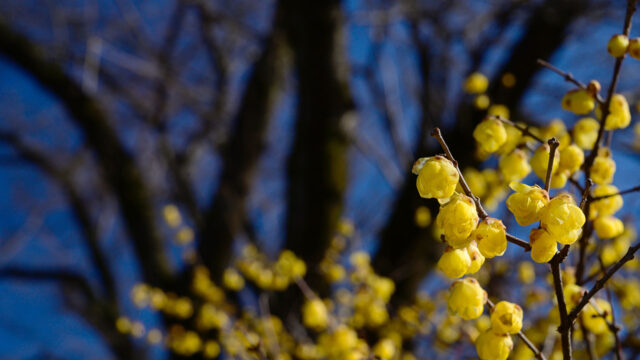 蝋梅ブルー　Sky of Japanese Allspice