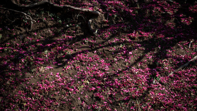 一週間後の山茶花　Camellia flowers a week later