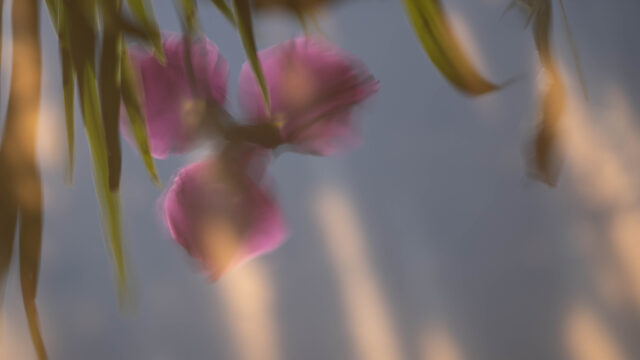 【PROGRAM 花ｰflower】
